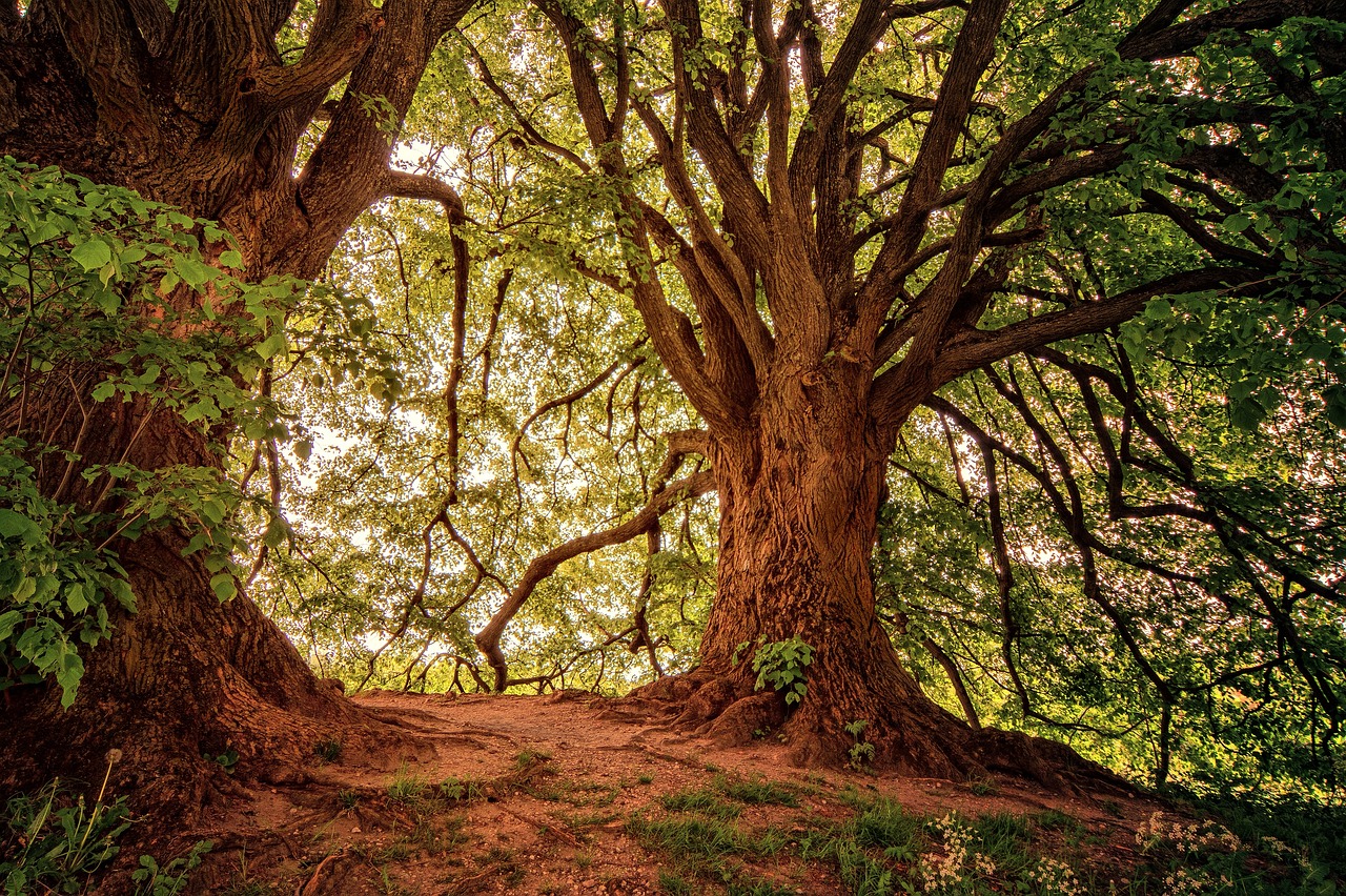 La forêt : un pilier essentiel pour une planète à faible émission de carbone