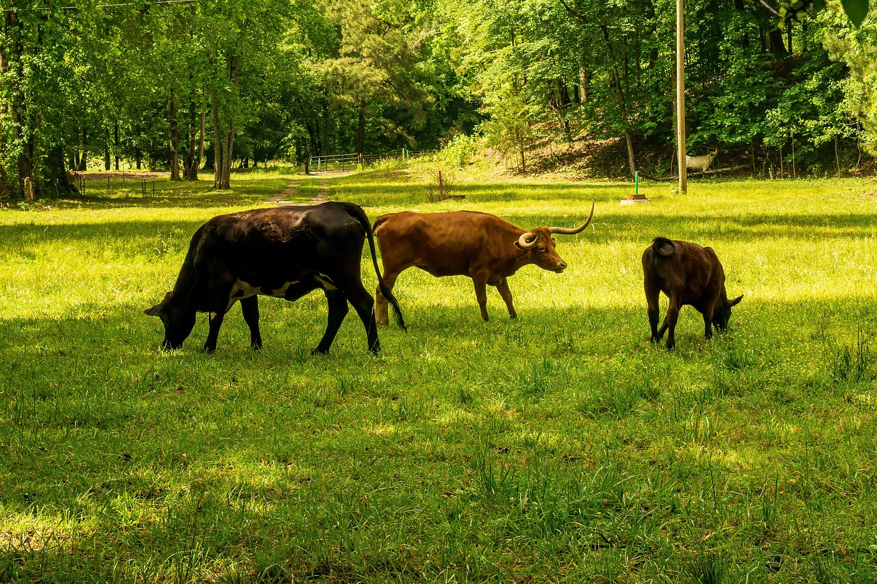 découvrez tout ce que vous devez savoir sur l'empreinte carbone, son impact sur l'environnement et comment réduire votre propre empreinte pour un avenir plus durable.