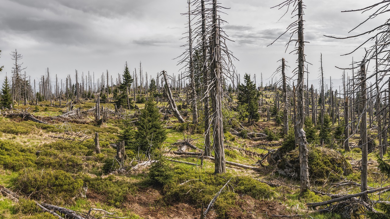 découvrez l'impact environnemental des activités humaines et les solutions pour réduire notre empreinte. informez-vous sur les enjeux écologiques actuels et les actions indispensables pour préserver notre planète.