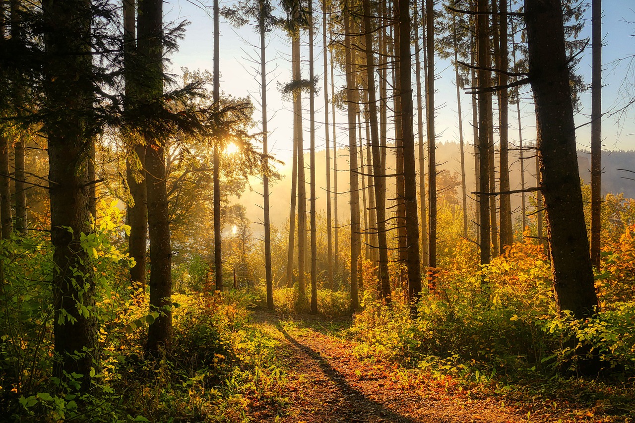 découvrez la beauté des forêts : un écosystème riche en biodiversité, des paysages apaisants et des activités en plein air pour tous. explorez la magie des forêts et reconnectez-vous avec la nature.