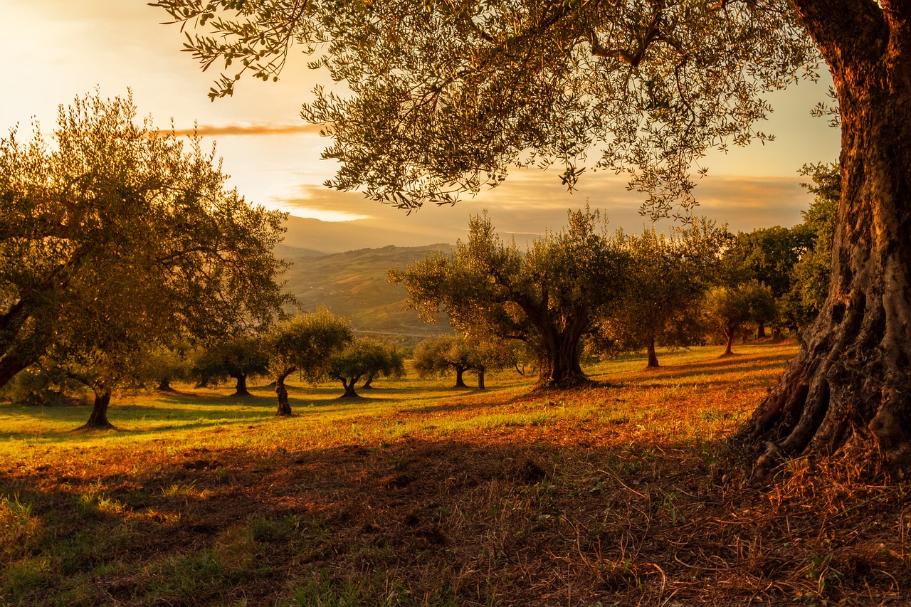 découvrez la beauté et l'importance des forêts, écosystèmes vitaux pour notre planète. apprenez comment elles soutiennent la biodiversité, régulent le climat et offrent des ressources essentielles à l'humanité. explorez les défis actuels des forêts et les initiatives pour leur préservation.