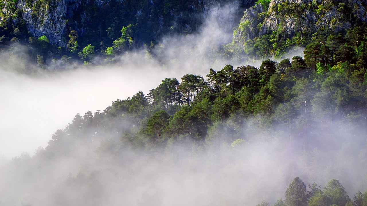 La foresterie : contributeur majeur ou mineur aux émissions de gaz à effet de serre ?