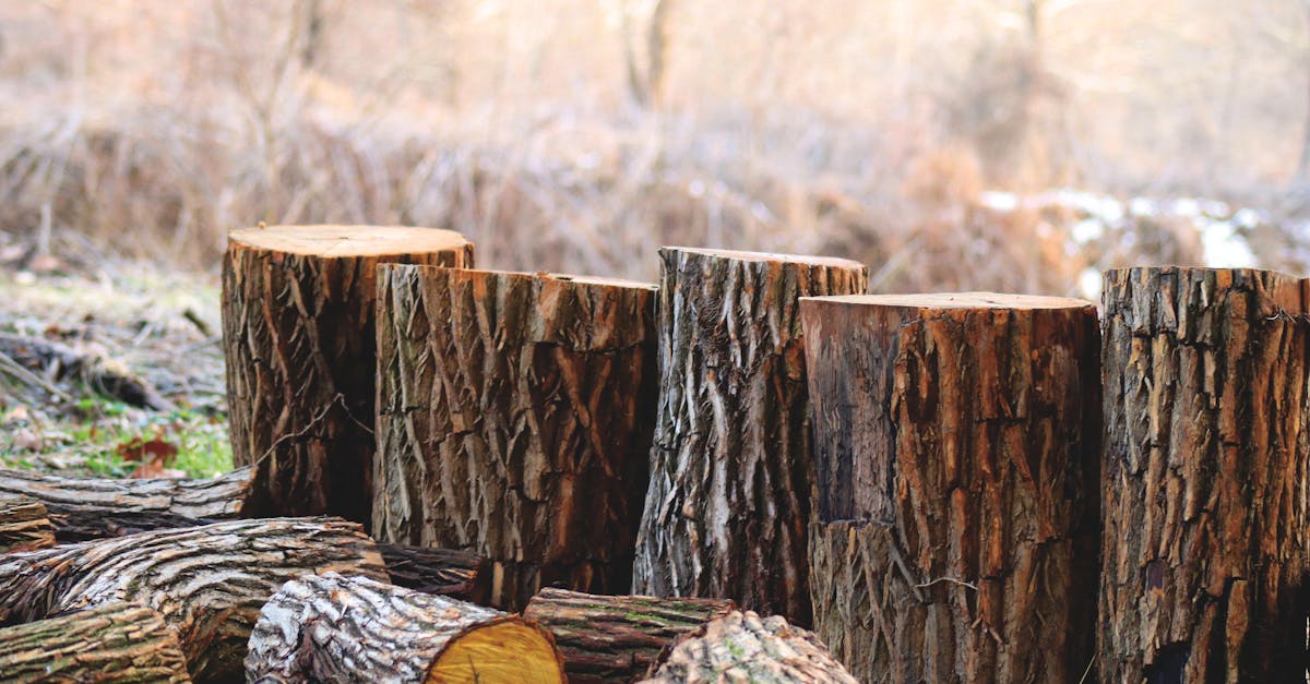 découvrez ce qu'est l'empreinte carbone et son impact sur l'environnement. apprenez comment réduire votre empreinte écologique grâce à des gestes simples et des choix durables. engagez-vous pour un avenir plus vert!