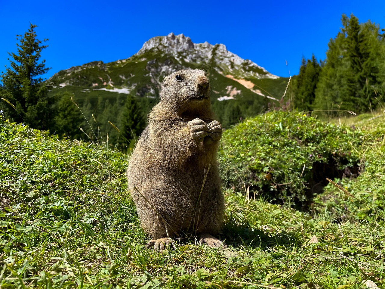 découvrez la biodiversité, une richesse naturelle essentielle pour l'équilibre des écosystèmes et la survie des espèces. apprenez comment préserver et protéger la diversité biologique pour un avenir durable.