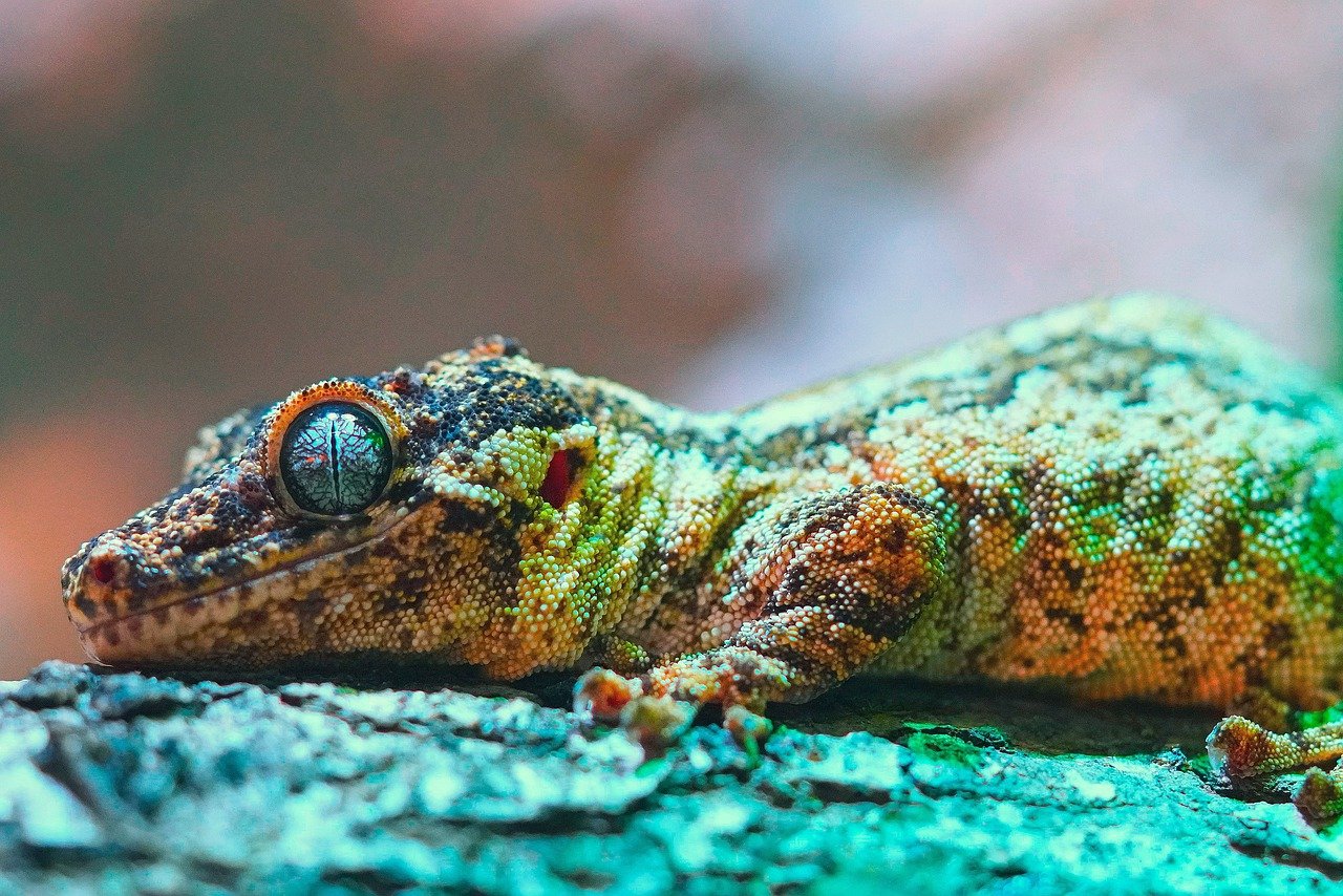 découvrez l'importance de la biodiversité et son rôle essentiel dans l'équilibre des écosystèmes. explorez les menaces qui pèsent sur notre planète et apprenez comment chaque individu peut contribuer à sa préservation.