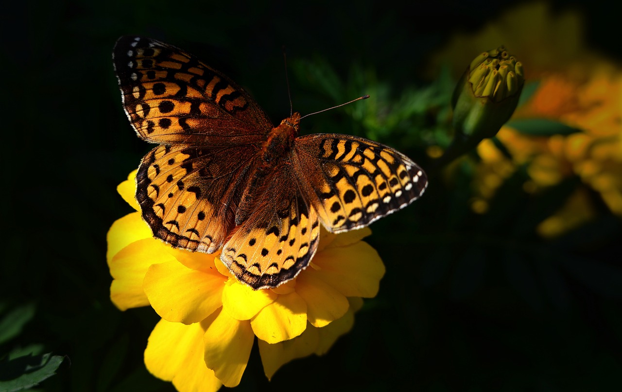 découvrez l'importance de la biodiversité pour notre planète. explorez les différentes espèces, leurs écosystèmes, et comment leur préservation est essentielle pour un avenir durable.