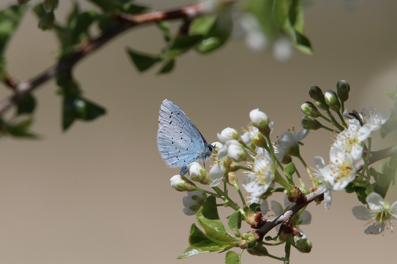 découvrez l'importance de la biodiversité pour notre planète et nos écosystèmes. explorez les menaces qui pèsent sur la faune et la flore, ainsi que les actions à entreprendre pour protéger la diversité biologique et garantir un avenir durable.