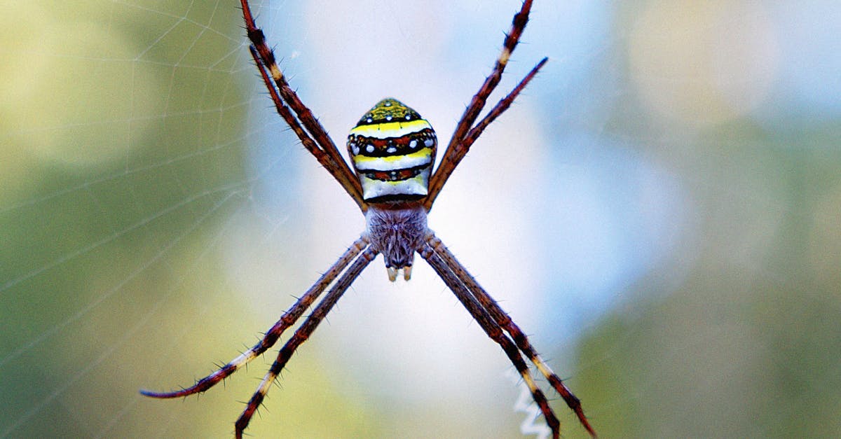 découvrez l'importance cruciale de la biodiversité pour notre planète et nos écosystèmes. apprenez comment la diversité des espèces contribue à la santé de la terre et explorez des moyens de préserver cette richesse naturelle.