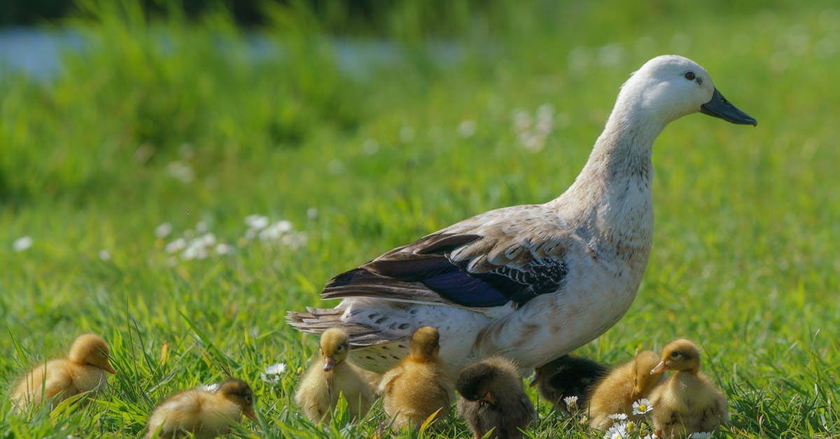 découvrez l'importance de la biodiversité, son rôle essentiel dans l'équilibre des écosystèmes et les actions à entreprendre pour la préserver. explorez les richesses de notre planète et engagez-vous pour un avenir durable.