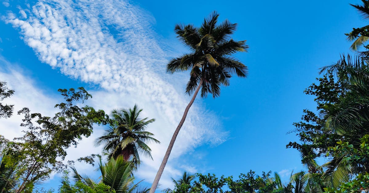 découvrez comment les partenariats climatiques peuvent générer un impact positif sur l'environnement, favoriser la collaboration entre entreprises et gouvernements, et soutenir des initiatives durables pour lutter contre le changement climatique.