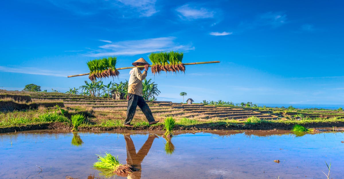 découvrez des interventions écologiques innovantes visant à protéger notre planète. explorez des solutions durables pour préserver la biodiversité, réduire l'empreinte carbone et promouvoir un avenir éco-responsable.