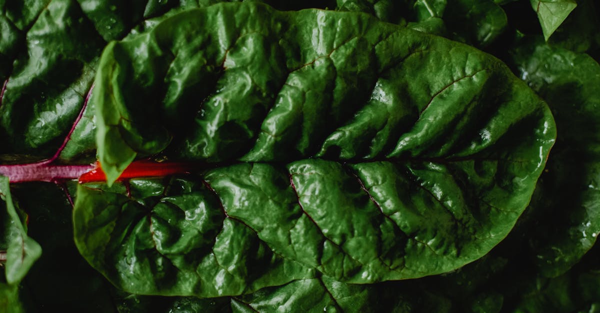 découvrez les bienfaits d'une alimentation durable pour votre santé et l'environnement. apprenez à adopter des habitudes alimentaires respectueuses des ressources naturelles tout en savourant des plats délicieux et équilibrés.